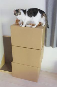 段ボールタワーと猫_03 段ボールタワーと猫_03の写真