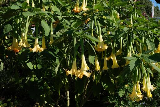 エンゼルズトランペットの写真