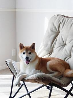 ソファ椅子にふせする柴犬 ソファ椅子にふせする柴犬 柴犬,愛犬,日本犬の写真素材