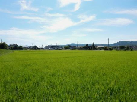 【風景写真】田んぼの様子 【風景写真】田んぼの様子の写真