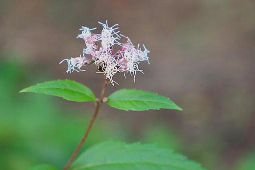 フジバカマ フジバカマ,花,植物の写真素材