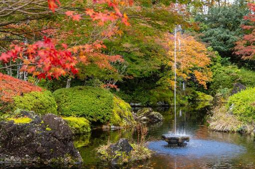 定義の秋⑹ 秋,紅葉,モミジの写真素材