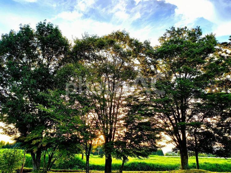 夏木立と黄金の光 木,木漏れ日,風景の写真素材
