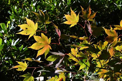 黄色く色づいたもみじの葉 黄色く色づいたもみじの葉 モミジ,紅葉,秋の写真素材