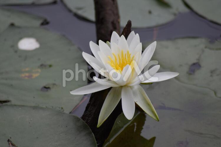 風景‗植物02 池,花,風景の写真素材