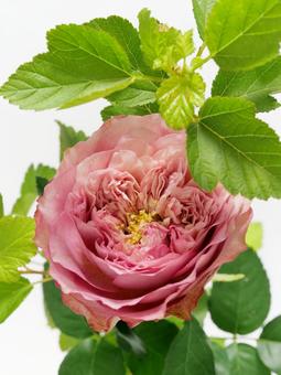ピンクのバラと葉物 ピンクのバラと葉物 花,バラ,植物の写真素材