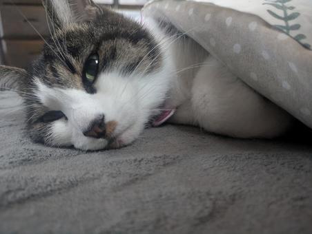 布団ねこ_3 ねこ,猫,ネコの写真素材