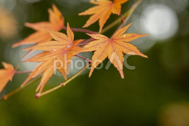紅葉 紅葉,メープル,屋外での写真素材