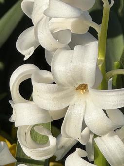Photo, white flower, flower, spring, 