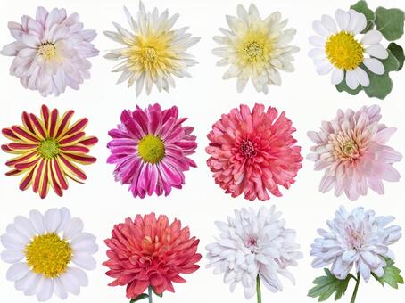 菊の花　切り抜き12点セット 菊,カラフル,美しいの写真素材