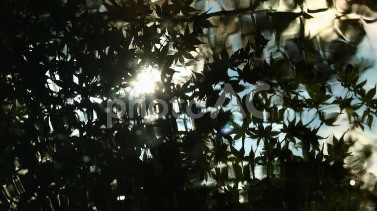 ネイチャーデザイン、水面光風 ecology,garden,シルエットの写真素材