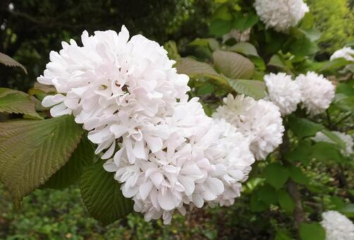 ビブルヌム [Guelder rose]-002の写真