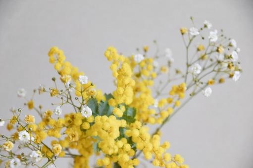 ミモザとかすみ草の写真