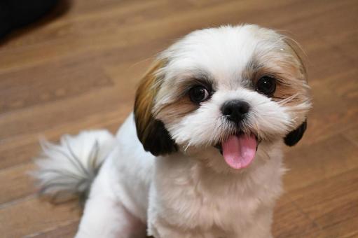 シーズー 子犬 シーズー 子犬の写真