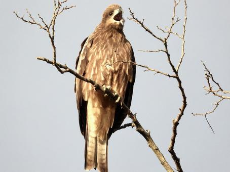 高い木につかまり嘴を開くトビの写真