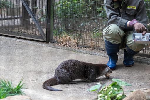 カワウソ カワウソの写真