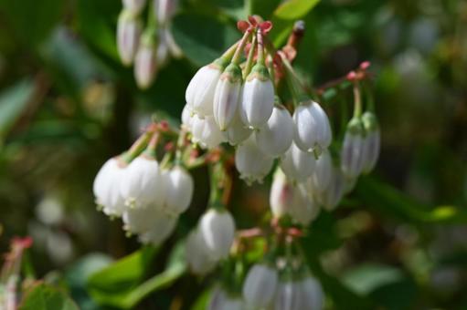 家の庭に咲いた白いブルーベリーの花 家の庭に咲いた白いブルーベリーの花の写真