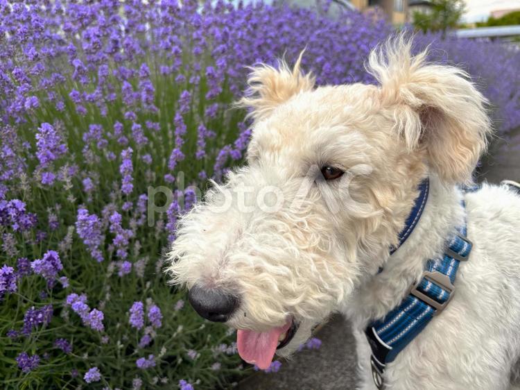 愛犬とラベンダー 愛犬,犬,ワイヤーフォックステリアの写真素材