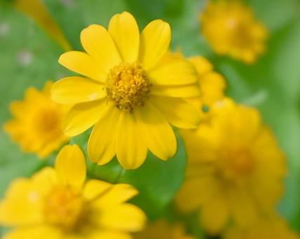 メランポジウムの写真