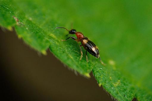 葉に止まるヨツボシアリモドキ 葉に止まるヨツボシアリモドキ 昆虫,虫,自然の写真素材