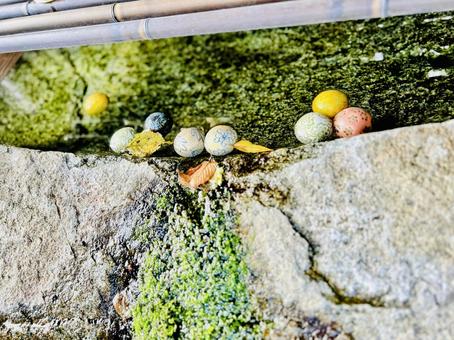 綾部八幡神社 綾部八幡神社,鳥居,参道の写真素材