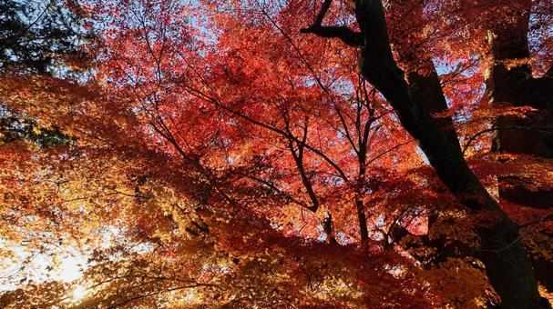 夕陽と紅葉 夕陽と紅葉 もみじ,紅葉,かえでの写真素材