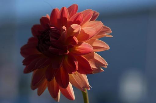 ダリア(ウェディングマーチ) ダリア(ウェディングマーチ)の写真