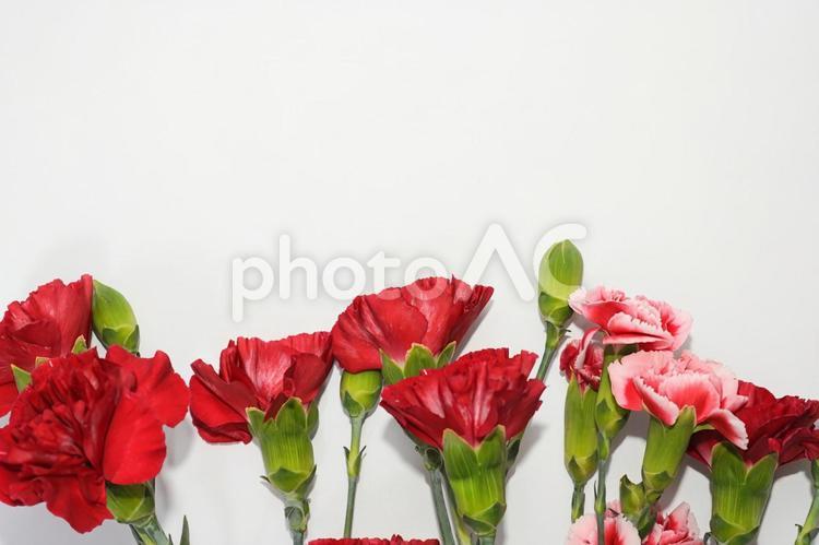 母の日のプレゼントイメージカーネーション 母の日,カーネーション,花束の写真素材