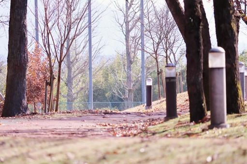 冬の枯れ木と公園 冬の枯れ木と公園の写真