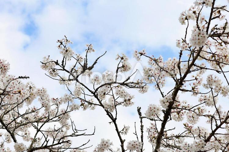 サクラと青空と サクラ,青空,ピンク色の写真素材