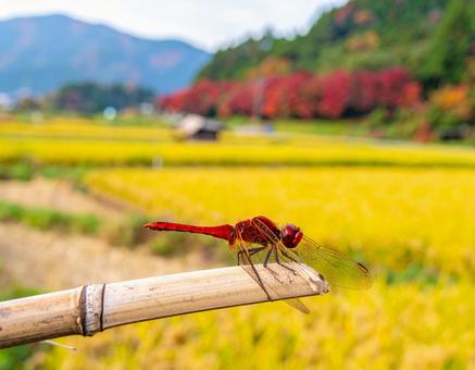 赤とんぼ・背景は刈り入れ前の稲穂 赤とんぼ・背景は刈り入れ前の稲穂の写真