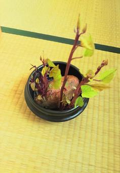 和室で芽の出たさつまいも さつまいも,再生栽培,畳の写真素材