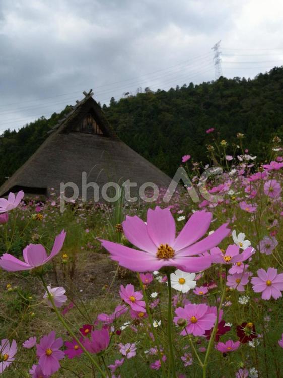 かやぶき屋根とコスモス 初秋,道端,多年草の写真素材