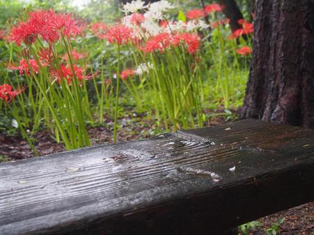 Photo, cluster amaryllis, the other side, flower, 