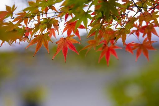 秋素材 秋素材の写真