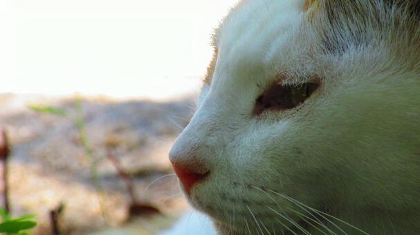 ねこ ねこの写真