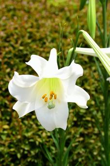 照片, 百合, 花瓣, 向上, 