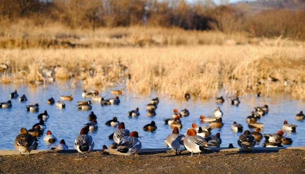 Flock of ducks at Otakaradata Reservoir, JPG Flock of ducks at Otakaradata Reservoir, JPG