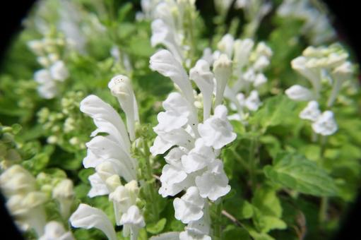 コバノタツナミソウ・小葉の立浪草 コバノタツナミソウ・小葉の立浪草の写真