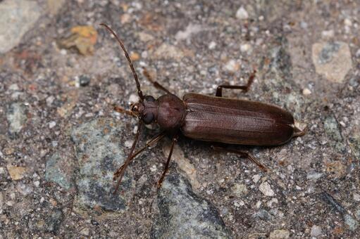 サビカミキリ サビカミキリ,カミキリムシ,甲虫の写真素材