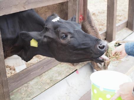 黒い牛の餌やり 牛,牧場,餌やりの写真素材