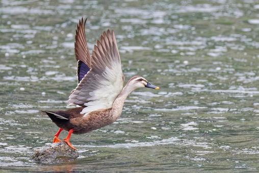 A spot-billed duck jumping out from the rocks of the river, JPG A spot-billed duck jumping out from the rocks of the river, JPG
