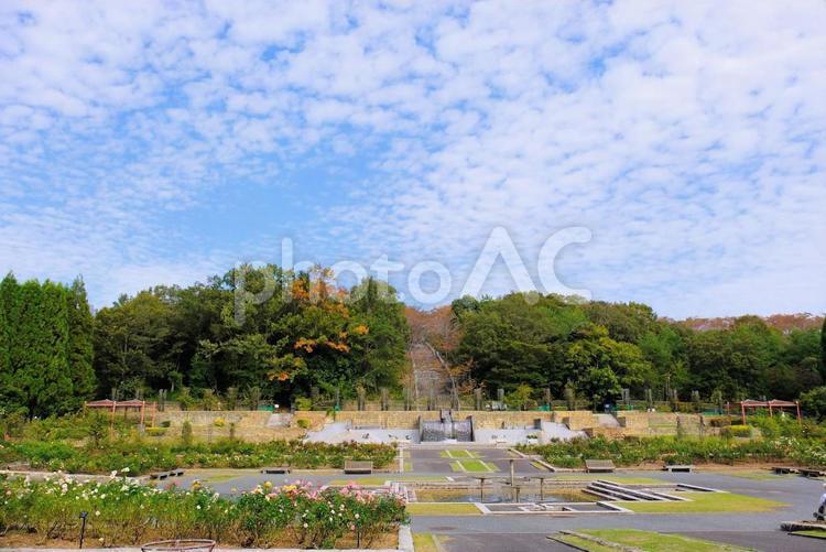兵庫県立播磨中央公園 兵庫県立播磨中央公園,公園,バラ園の写真素材
