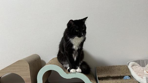 タキシード猫・靴下猫 猫,ペット,かわいいの写真素材