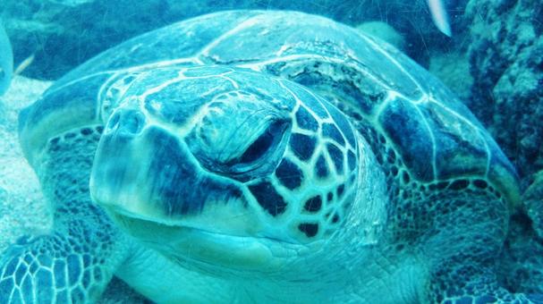 ウミガメ (2) ウミガメ (2)の写真