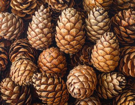 マツボックリのテクスチャーの写真