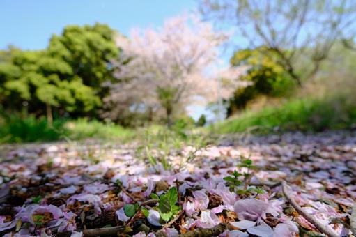 さくらへの道 さくらへの道の写真