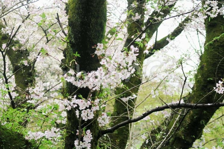 白い桜、緑の草の背景 サクラ,公園,卒業式の写真素材