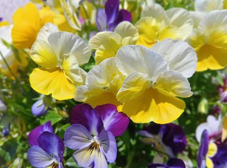 黄色と紫のパンジーの寄せ植え 黄色と紫のパンジーの寄せ植えの写真