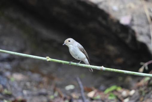 Photo, cocoon robin, female, wild bird, 
